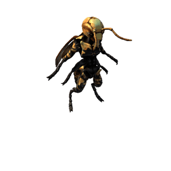 Japanese Hornet